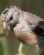 European Goldfinch