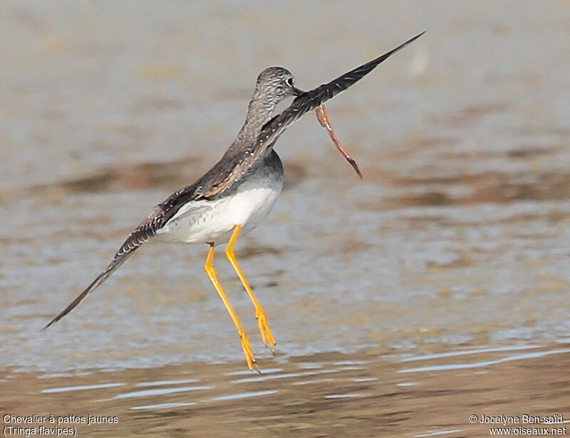 Lesser Yellowlegs