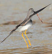 Lesser Yellowlegs