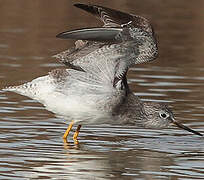 Lesser Yellowlegs