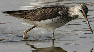 Common Greenshank