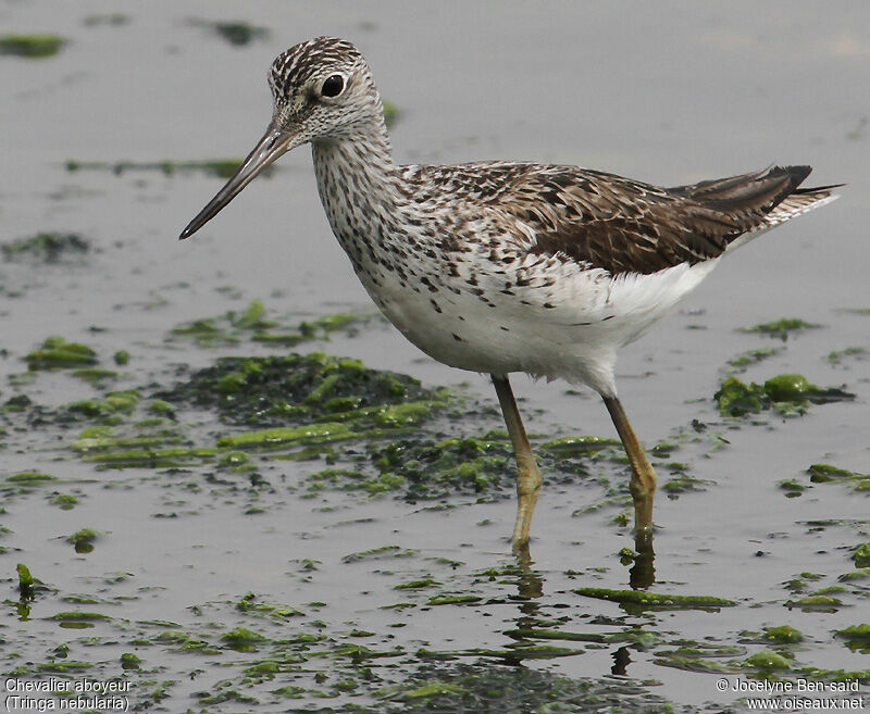 Common Greenshank