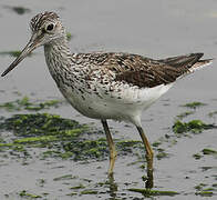 Common Greenshank