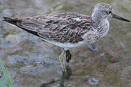 Common Greenshank