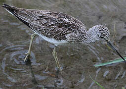 Common Greenshank