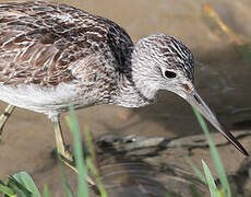 Common Greenshank