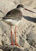 Spotted Redshank