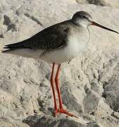 Spotted Redshank