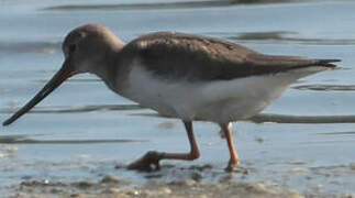 Terek Sandpiper