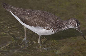 Green Sandpiper