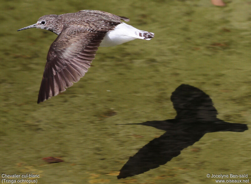 Green Sandpiper