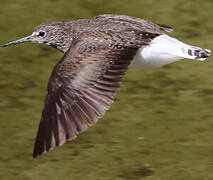 Green Sandpiper