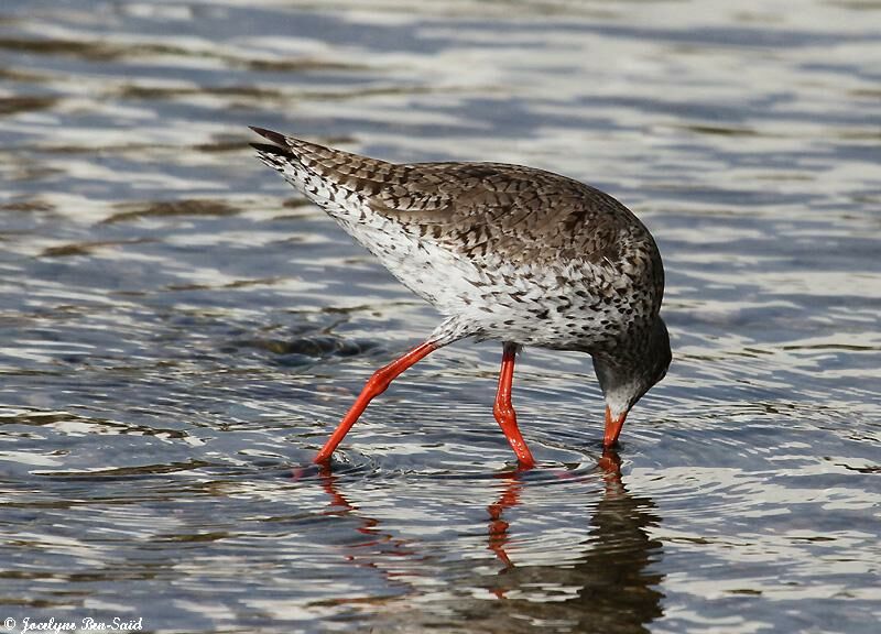 Common Redshank