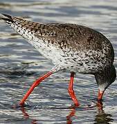 Common Redshank