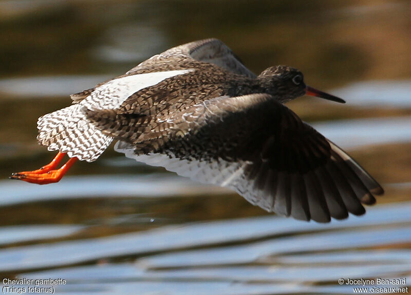 Common Redshank