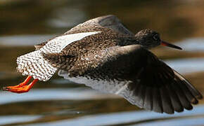 Common Redshank