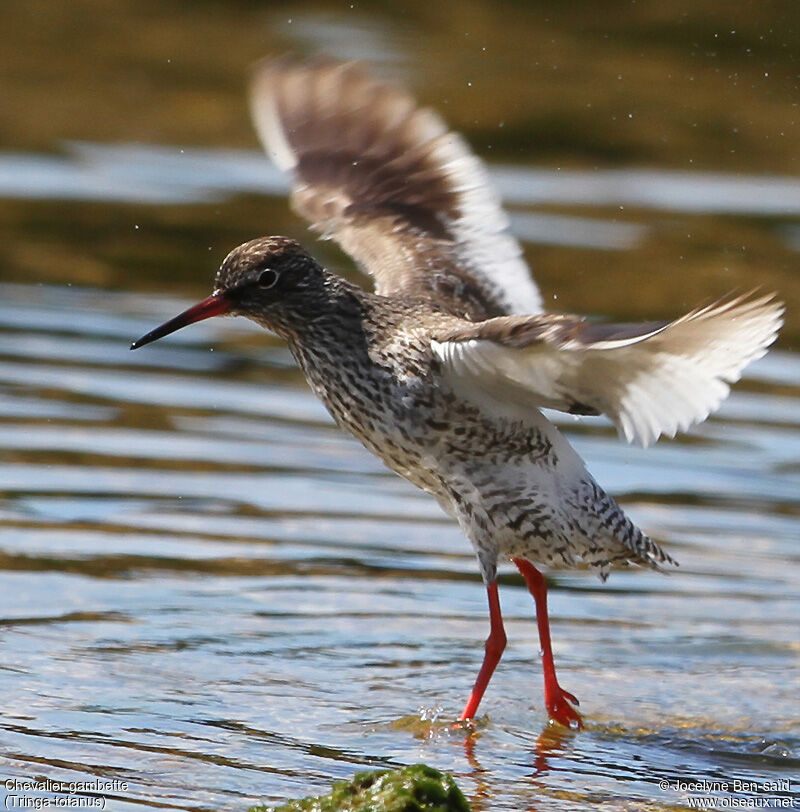 Common Redshank