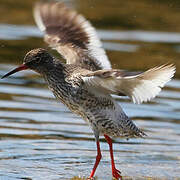 Common Redshank