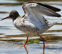 Common Redshank