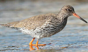 Common Redshank