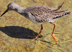 Common Redshank