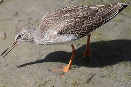 Common Redshank