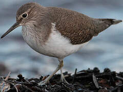 Common Sandpiper