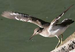 Common Sandpiper