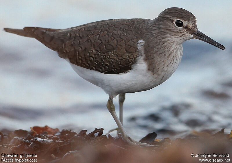 Common Sandpiper