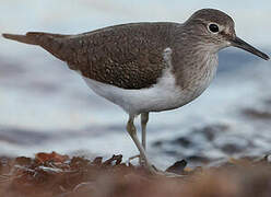 Common Sandpiper