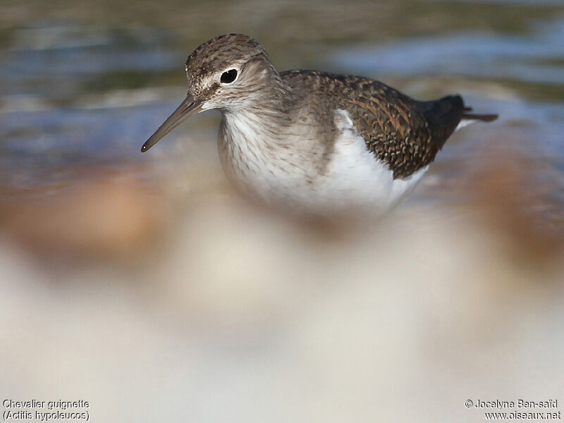 Common Sandpiper