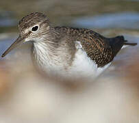 Common Sandpiper