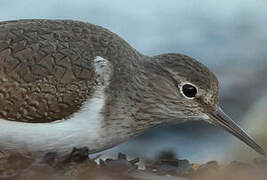 Common Sandpiper