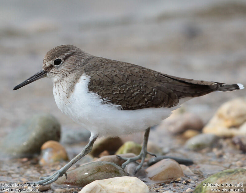 Common Sandpiper