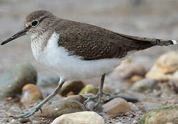 Common Sandpiper