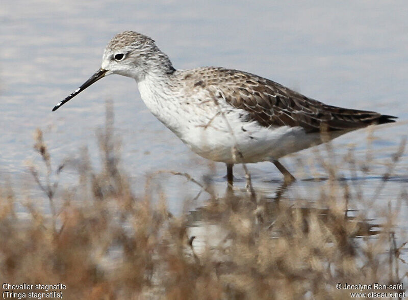 Marsh Sandpiper