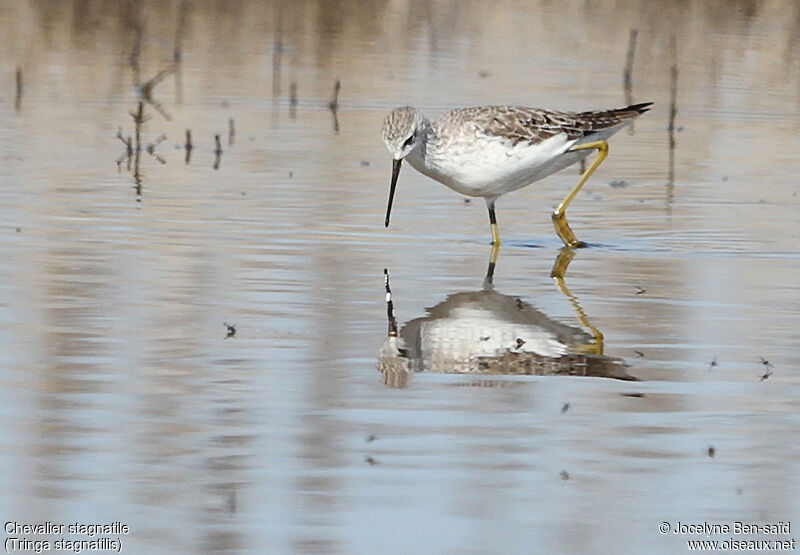 Marsh Sandpiper