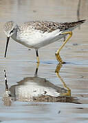 Marsh Sandpiper