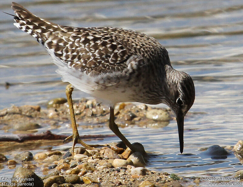 Wood Sandpiper