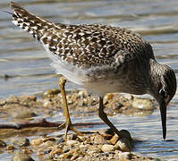 Wood Sandpiper