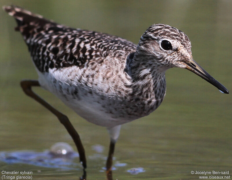 Wood Sandpiper