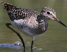 Wood Sandpiper