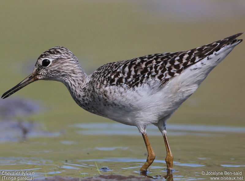 Wood Sandpiper