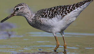 Wood Sandpiper