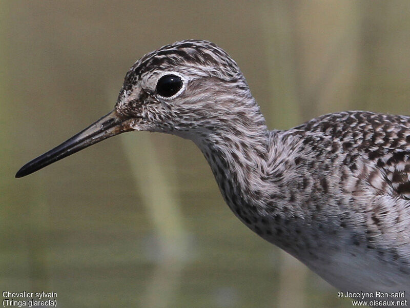 Wood Sandpiper