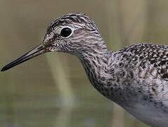 Wood Sandpiper