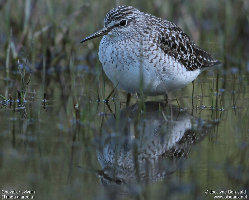 Wood Sandpiper