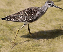 Wood Sandpiper