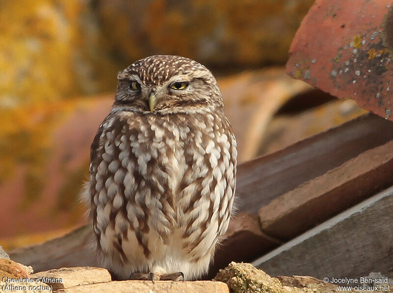 Little Owl