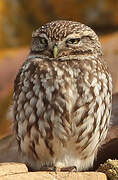 Little Owl